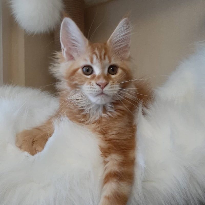 Bella