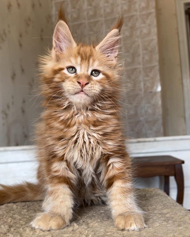 Cosmo