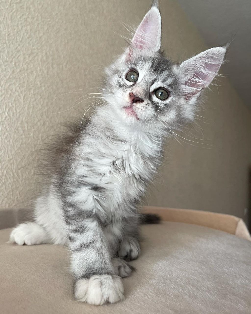 Ellie