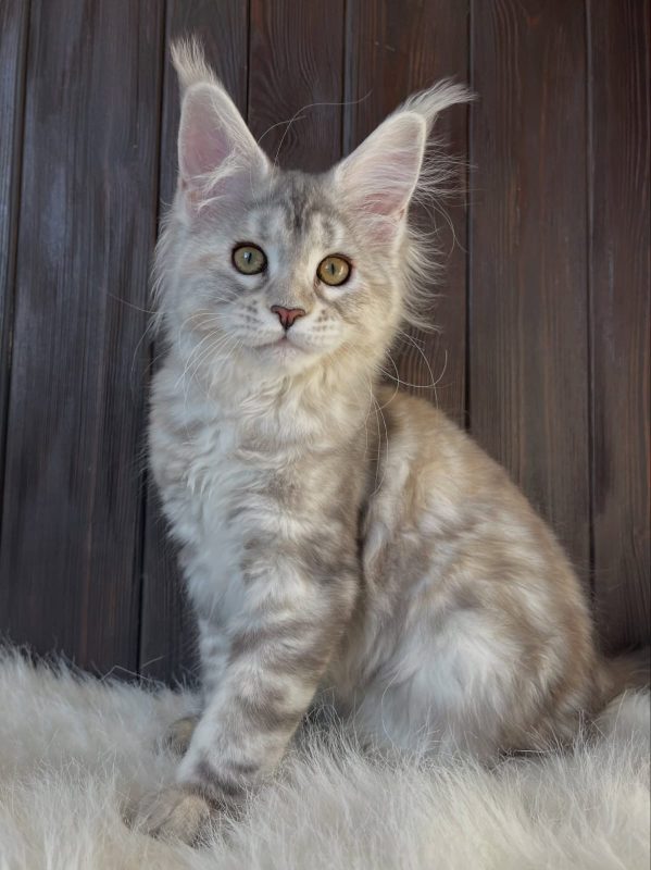 Lumi