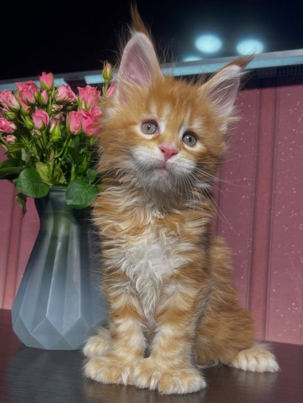 Max