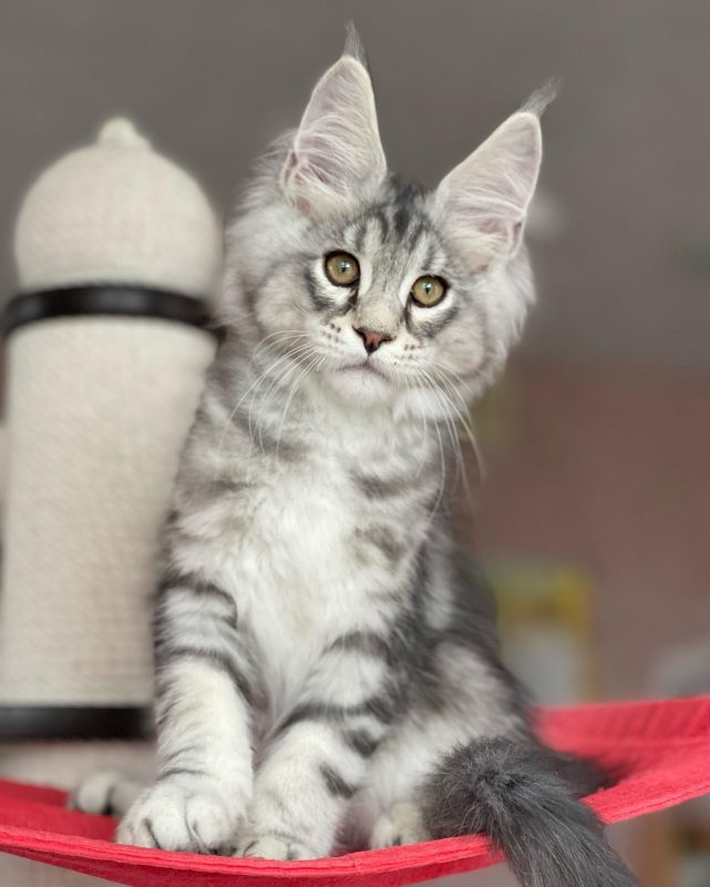 Miso
