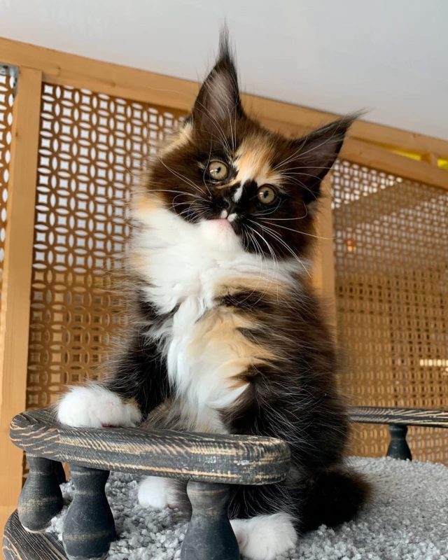 Nala