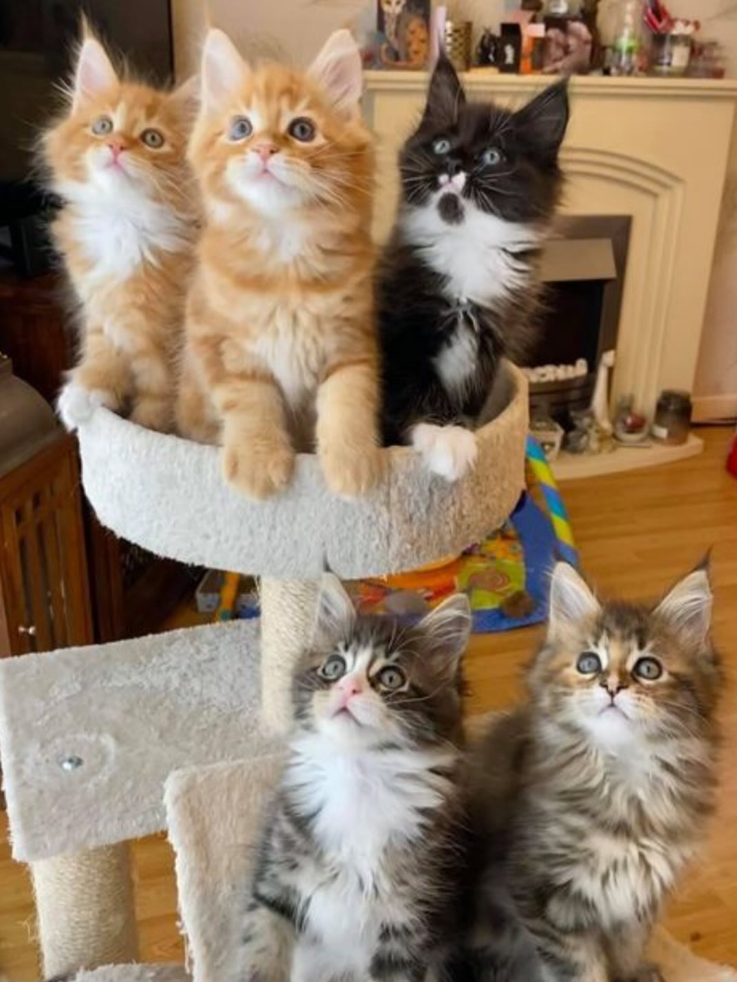 Adoption Package Kit