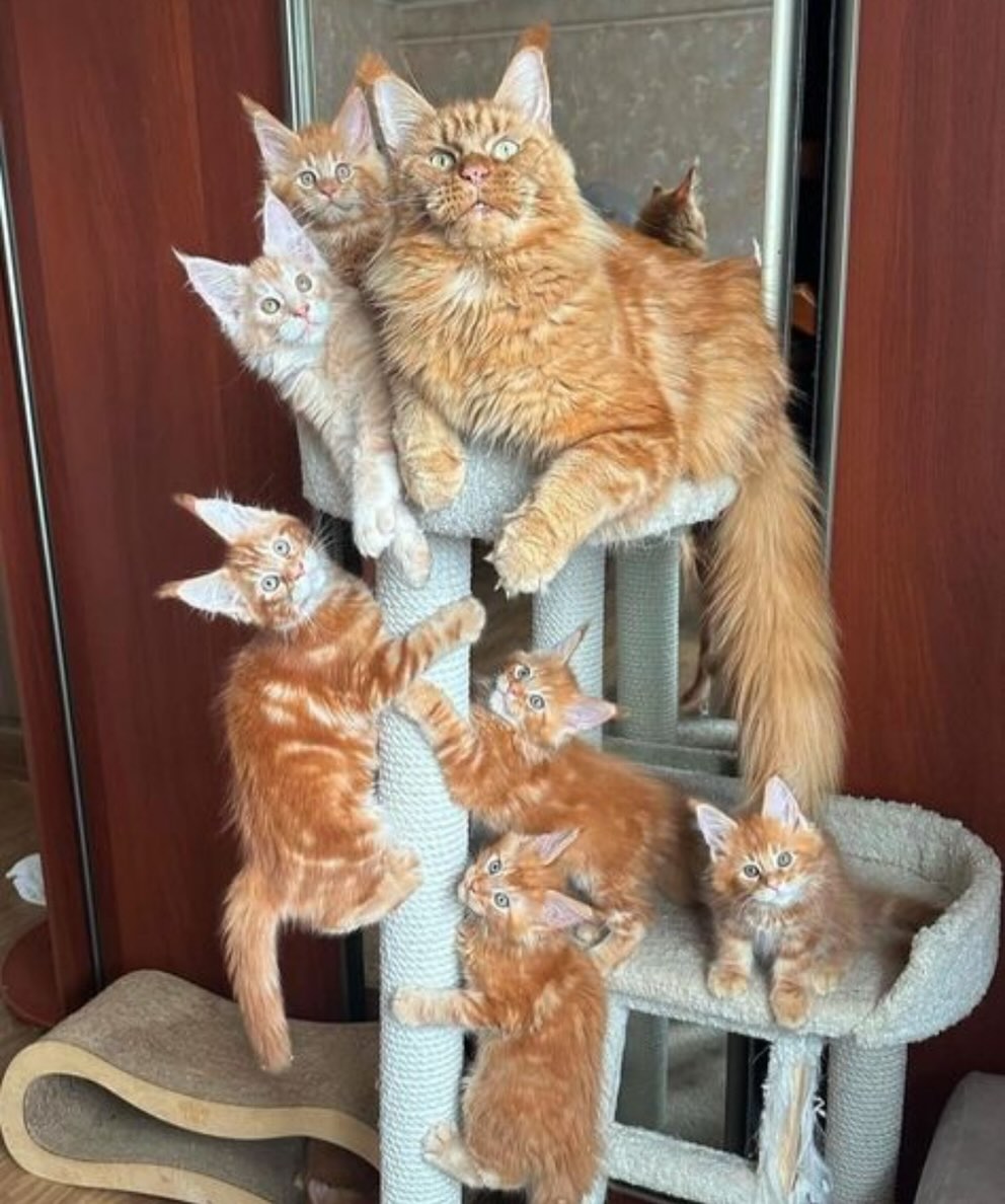 Champion Maine Coon Sire